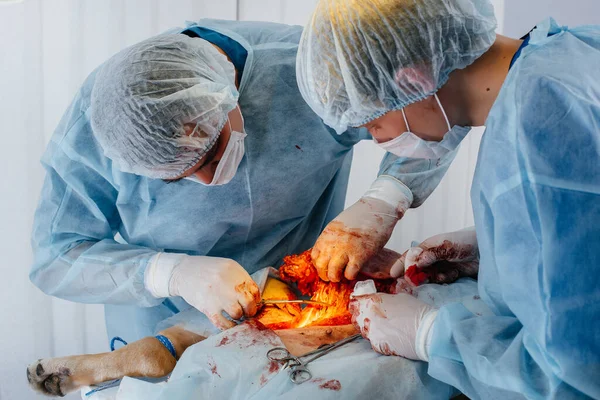 Uma Clínica Veterinária Moderna Uma Operação Realizada Para Salvar Vida — Fotografia de Stock
