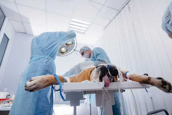 Uma Clínica Veterinária Moderna Uma Operação Realizada Para Salvar Vida — Fotografia de Stock