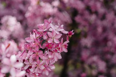 Bahar bahçesinde güzel, pembe çiçek açan elma ağacı. Tarım endüstrisi