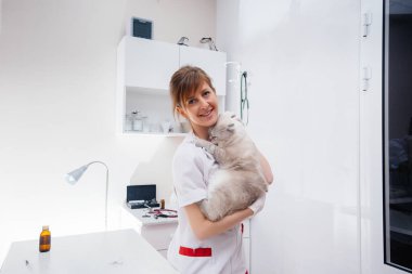 Modern bir veteriner kliniğinde safkan bir kedi muayene edilir ve masada tedavi edilir. Veteriner Kliniği