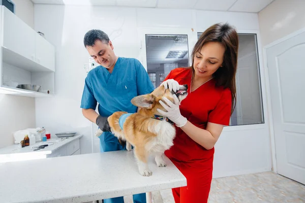 Egy Modern Állatorvosi Klinikán Egy Telivér Corgi Kutyát Vizsgálnak Állatorvosi — Stock Fotó