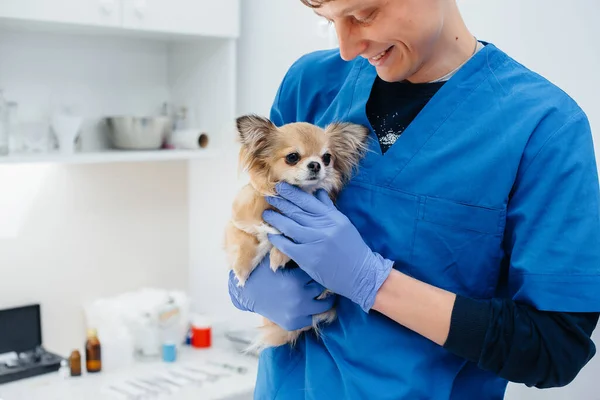 Een Moderne Dierenkliniek Wordt Een Volbloed Chihuahua Onderzocht Behandeld Tafel — Stockfoto