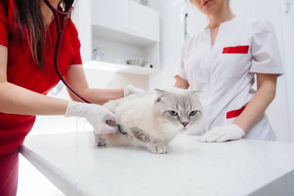 Uma Clínica Veterinária Moderna Gato Puro Sangue Examinado Tratado Mesa — Fotografia de Stock