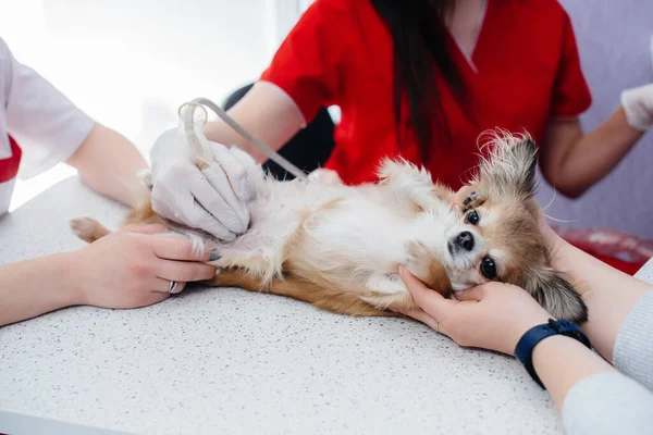 Modern bir veteriner kliniğinde safkan bir Chihuahua ultrasonu masada yapılır. Veteriner Kliniği