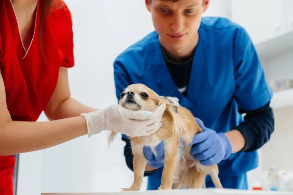 Nowoczesnej Klinice Weterynaryjnej Rasowy Chihuahua Jest Badany Leczony Stole Klinika — Zdjęcie stockowe