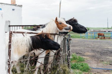 Çiftlikteki meraklı midilliler çitin arkasından dışarı bakıyor. Tarım ve hayvancılık.