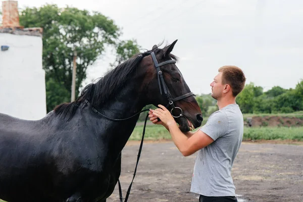 A young man washes a thoroughbred horse with a hose on a summer day at the ranch. Animal husbandry, and horse breeding