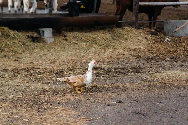 Εγχώρια Πάπια Πτηνοτροφείο Μια Καλοκαιρινή Μέρα Καλλιέργεια Γεωργικός Κλάδος — Φωτογραφία Αρχείου