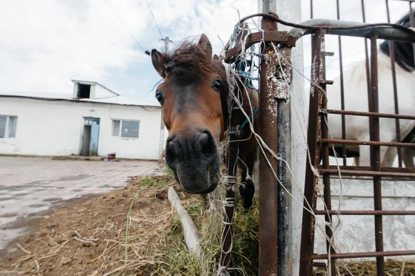 Különös Hazai Pónik Néznek Kerítés Mögül Mezőgazdaság Állattenyésztés — Stock Fotó