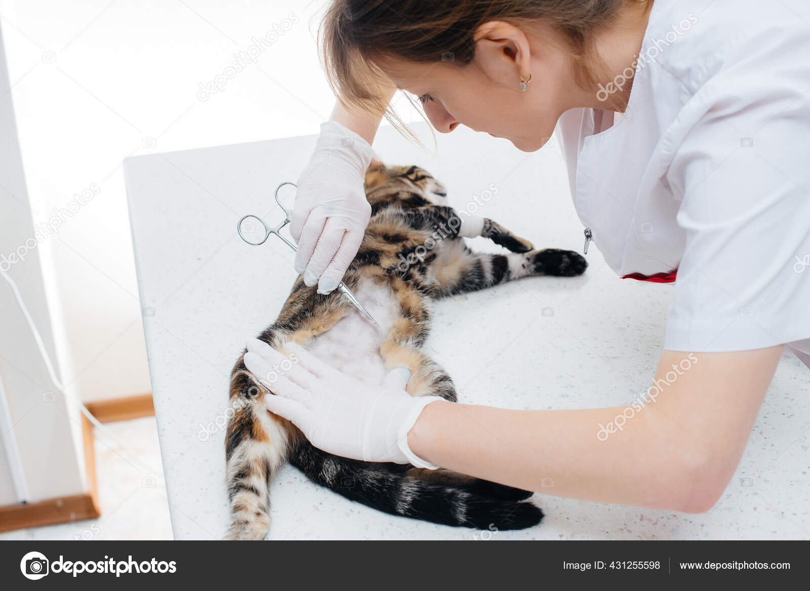 Modern Veterinary Clinic Cat Examined Prepared Surgery Shaving Its