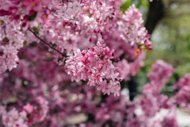 Bahar bahçesinde güzel, pembe çiçek açan elma ağacı. Tarım endüstrisi