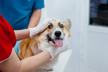 Modern bir veteriner kliniğinde safkan bir Corgi köpeği muayene edilir. Veteriner Kliniği