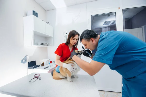 Uma Clínica Veterinária Moderna Cão Corgi Puro Sangue Examinado Clínica — Fotografia de Stock