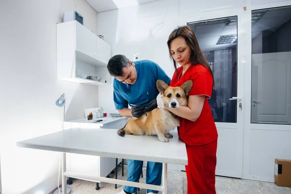 Una Clínica Veterinaria Moderna Examina Perro Corgi Pura Sangre Clínica — Foto de Stock