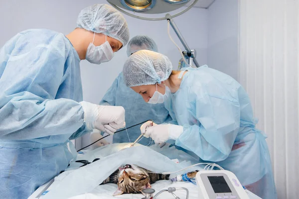 Een Moderne Dierenkliniek Wordt Een Operatie Uitgevoerd Een Dier Operatietafel — Stockfoto