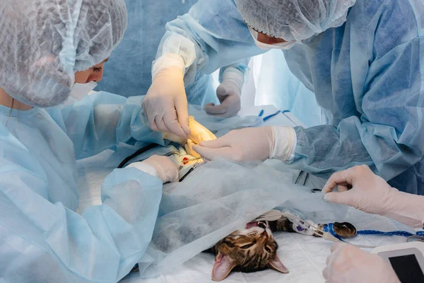 Een Moderne Dierenkliniek Wordt Een Operatie Uitgevoerd Een Dier Operatietafel — Stockfoto