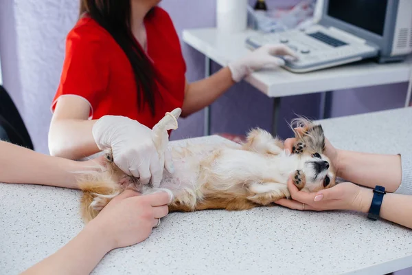 Uma Clínica Veterinária Moderna Ultra Som Chihuahua Puro Realizado Mesa — Fotografia de Stock