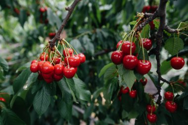 Ağacın dallarında olgunlaşmış kiraz demetleri