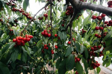 Ağacın dallarında olgunlaşmış kiraz demetleri