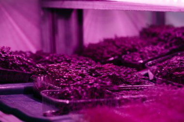 Serada sulu ve taze mikro yeşillik filizleri. Tohum yetiştirmek. Sağlıklı beslenme