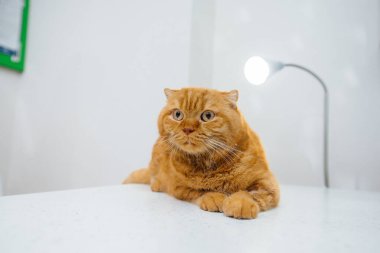 Veteriner kliniğinde muayene edilen güzel kırmızı kedi. Veteriner tıbbı