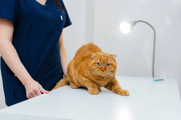 Uma Clínica Veterinária Moderna Gato Puro Sangue Examinado Tratado Mesa — Fotografia de Stock