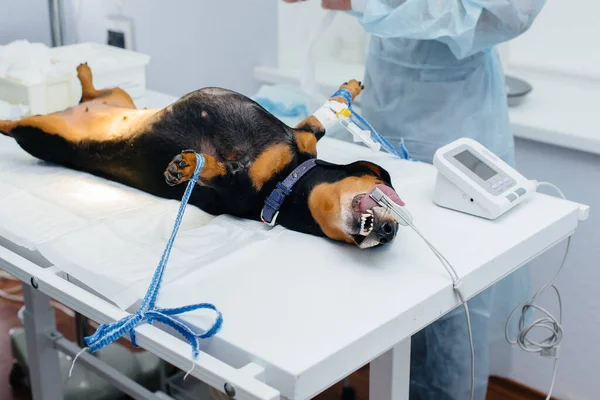 Cão Dachshund Está Preparando Para Uma Cirurgia Uma Clínica Veterinária — Fotografia de Stock