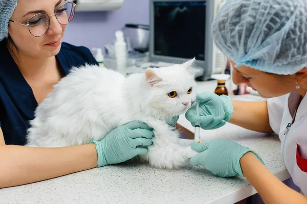 Μια Σύγχρονη Κτηνιατρική Κλινική Μια Καθαρόαιμη Γάτα Εξετάζεται Και Αντιμετωπίζεται — Φωτογραφία Αρχείου
