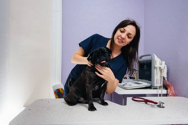 Dachshund Cinsinden Safkan Bir Kara Köpek Bir Veteriner Kliniğinde Muayene — Stok fotoğraf