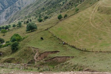 Yükseklerdeki güzel otlaklarda otlayan inekler. Tarım endüstrisi.