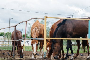 Çiftlikte güzel ve sağlıklı atları beslemek. Hayvancılık ve at yetiştiriciliği.