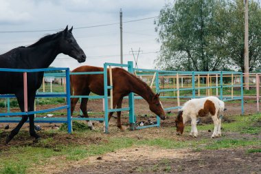 Güzel ve genç bir midilli kokluyor ve çiftlikteki yetişkin atlara ilgi gösteriyor. Hayvancılık ve at yetiştiriciliği.