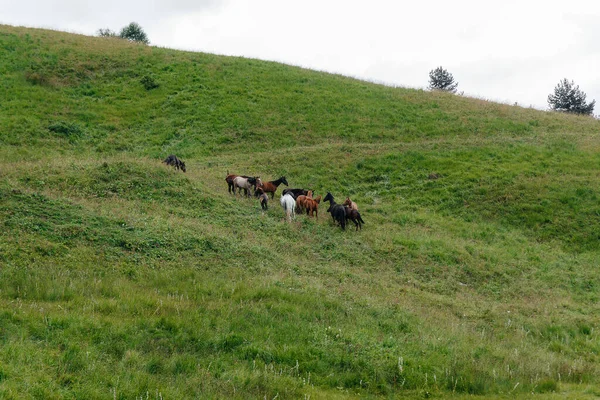 Όμορφα Άγρια Άλογα Βόσκουν Πράσινα Λιβάδια Μεγάλου Υψομέτρου — Φωτογραφία Αρχείου