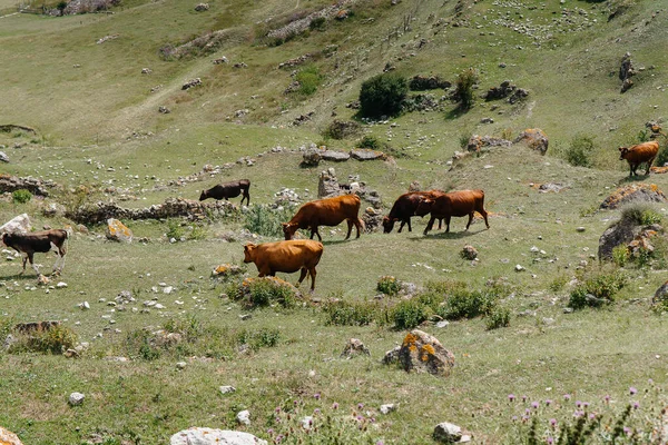 Βόσκεις Αγελάδες Όμορφα Βοσκοτόπια Μεγάλο Υψόμετρο Γεωργικός Κλάδος — Φωτογραφία Αρχείου