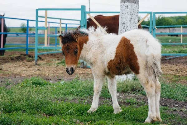 Krásný Mladý Poník Ranči Chov Zvířat Chov Koní — Stock fotografie