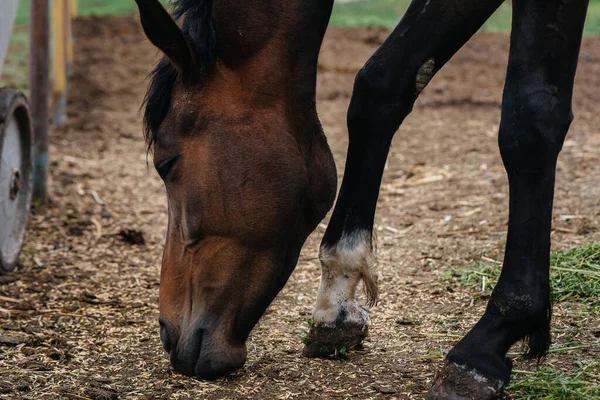 Feeding beautiful and healthy horses on the ranch. Animal husbandry and horse breeding
