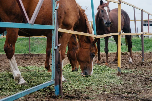 Gyönyörű Egészséges Lovak Etetése Farmon Állattenyésztés Lótenyésztés — Stock Fotó