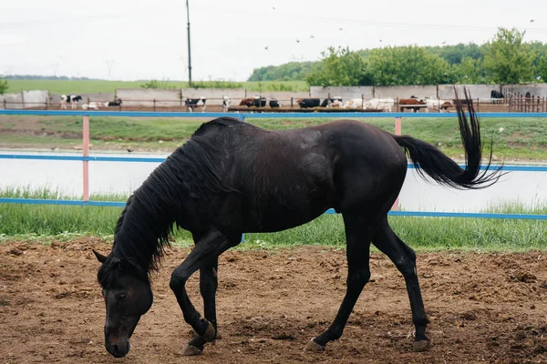 Walking a beautiful and healthy horse on the ranch. Animal husbandry and horse breeding