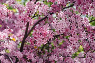 Bahar bahçesinde güzel, pembe çiçek açan elma ağacı. Tarım endüstrisi