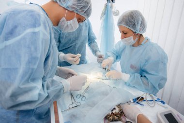 Modern bir veteriner kliniğinde, ameliyat masasında yakın plan bir hayvan üzerinde yapılır. Veteriner Kliniği