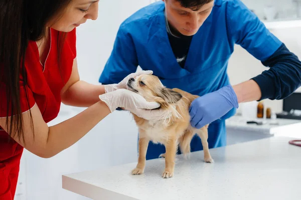 Uma Clínica Veterinária Moderna Chihuahua Puro Sangue Examinado Tratado Mesa — Fotografia de Stock