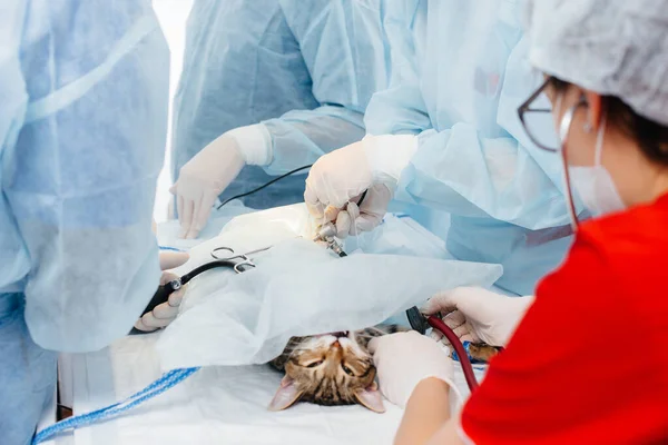 Een Moderne Dierenkliniek Wordt Een Operatie Uitgevoerd Een Dier Operatietafel — Stockfoto