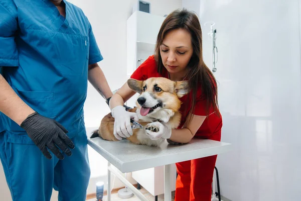 Moderní Veterinární Klinice Vyšetřen Plnokrevný Pes Corgi Veterinární Klinika — Stock fotografie