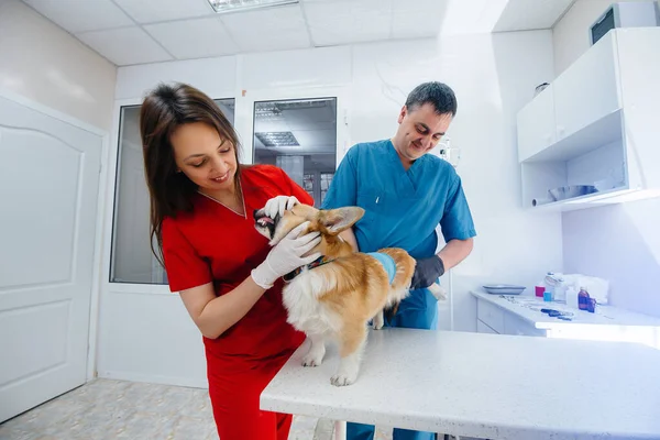 Een Moderne Dierenkliniek Wordt Een Volbloed Corgi Hond Onderzocht Veterinaire — Stockfoto