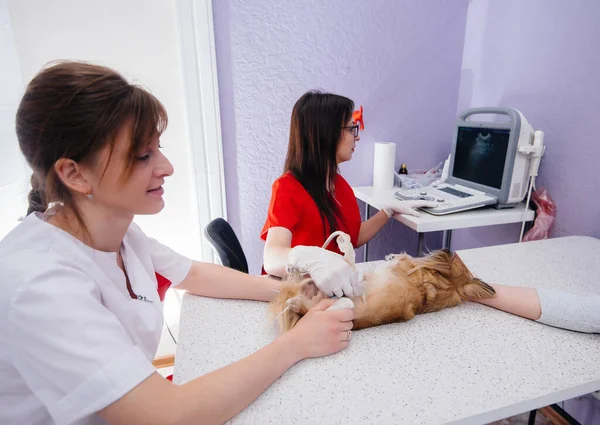 Uma Clínica Veterinária Moderna Ultra Som Chihuahua Puro Realizado Mesa — Fotografia de Stock