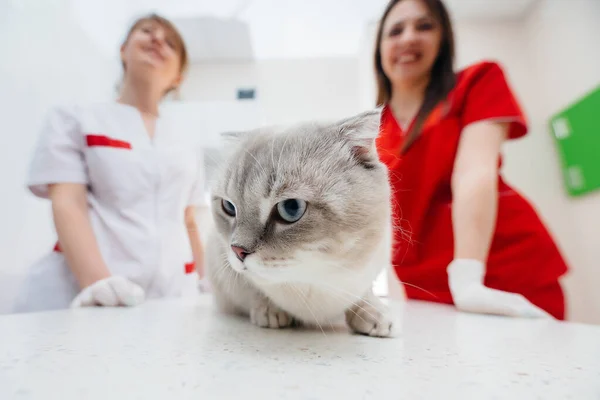 Uma Clínica Veterinária Moderna Gato Puro Sangue Examinado Tratado Mesa — Fotografia de Stock