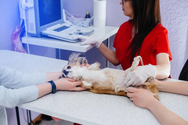 In a modern veterinary clinic, an ultrasound of a purebred Chihuahua is performed on the table. Veterinary clinic