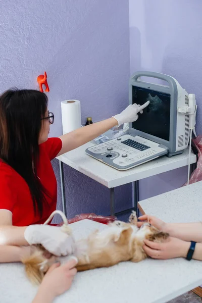 Modern Bir Veteriner Kliniğinde Safkan Bir Chihuahua Ultrasonu Masada Yapılır — Stok fotoğraf