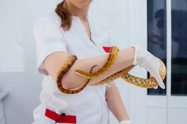 Modern Veterinary Clinic Yellow Snake Examined Veterinary Clinic — Stock Photo, Image