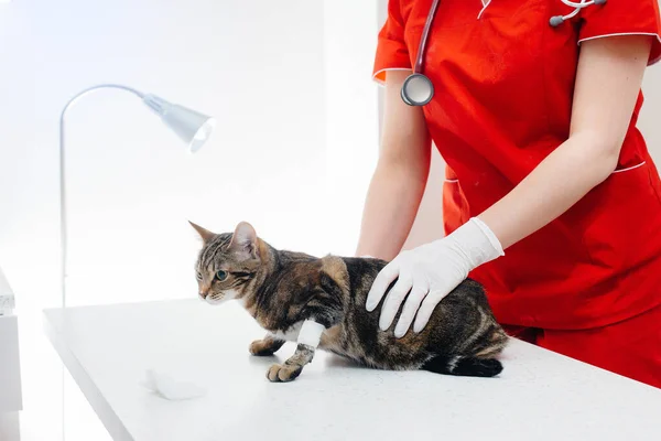 Uma Clínica Veterinária Moderna Gato Puro Sangue Examinado Tratado Mesa — Fotografia de Stock